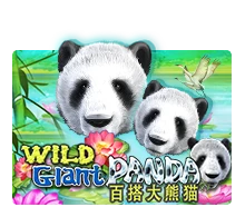 Wild Giant Panda - ZONABET138