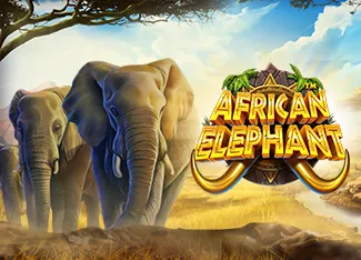 African Elephant - ZONABET138
